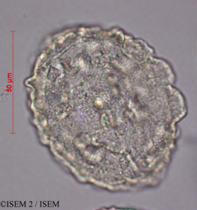 ISEM 2/Tsuga_mertensiana_60503/Tsuga_mertensiana_60503_0001(copy)_thumb.jpg